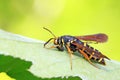 Aegeriidae insects on plant Royalty Free Stock Photo