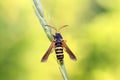 Aegeriidae insects on plant Royalty Free Stock Photo