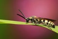 Aegeriidae insects on plant Royalty Free Stock Photo