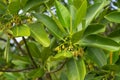 Aegiceras cornicalatum grow at mangrove forest. Royalty Free Stock Photo