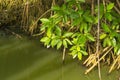 Aegiceras cornicalatum grow at mangrove forest. Royalty Free Stock Photo