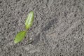 Aegiceras cornicalatum sprout Royalty Free Stock Photo