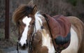 Aegidienberger is a small gaited riding horse from Germany