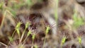 Aegilops geniculata - ovate goatgrass - wild plant