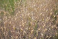 Aegilops neglecta plants Royalty Free Stock Photo