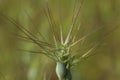 Aegilops neglecta plants Royalty Free Stock Photo