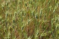 Aegilops neglecta plants Royalty Free Stock Photo