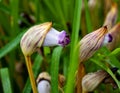 Aeginetia indica, commonly known as Indian broomrape or forest ghost flower. Royalty Free Stock Photo