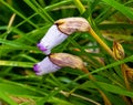 Aeginetia indica, commonly known as Indian broomrape or forest ghost flower. Royalty Free Stock Photo