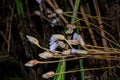 Wild rice Aeginetia indica is a beautiful plant, a blood-sucking parasitic grass family! Royalty Free Stock Photo