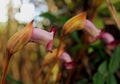 Aeginetia indica,  Indian broomrape or forest ghost flower Royalty Free Stock Photo