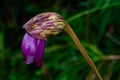 Aeginetia indica L., OROBANCHACEAE Royalty Free Stock Photo