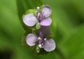 Aeginetia indica Royalty Free Stock Photo