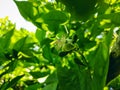 Aegle marmelos, commonly known as bael, golden apple, Japanese bitter orange, stone apple or wood apple, is a rare species of tree