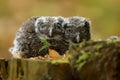 Aegolius funereus - Boreal Owl - nestling young birds Royalty Free Stock Photo