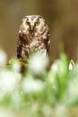 Aegolius funereus owl Royalty Free Stock Photo