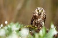 Aegolius funereus owl in snowdrops Royalty Free Stock Photo