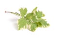 Aegopodium podagraria commonly called ground elder, herb gerard,