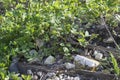 Aegopodium podagraria crescit in feras in silvis Royalty Free Stock Photo