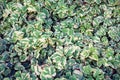 Aegopodium podagraria foliage in the garden, background