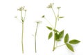 Blooming ground elder, Aegopodium podagraria isolated on white background