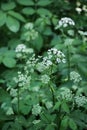 Aegopodium podagraria grows as a weed in nature Royalty Free Stock Photo