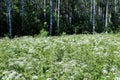 Aegopodium podagraria; Yaroslavl; flowers in the Pavlovsk grove. Sunny day. Birch grove