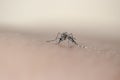 Aegypti mosquito Royalty Free Stock Photo