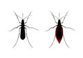 Aegypti Mosquito Vector Icon, Gnat Bloodsucking Insect Sign