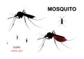 Aegypti Mosquito Vector Icon, Gnat Bloodsucking Insect Sign Royalty Free Stock Photo