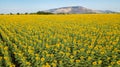 Aeiral photo from dron. Beautiful sunflower  field on summer with blue sky and white cloudy at Lop buri province,THAILAND Royalty Free Stock Photo