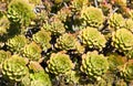 Aeonium arboreum