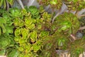 Aeonium arboreum, also called tree houseleek, Irish rose, succulent plant