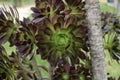 Aeonium arboreum atropurpureum