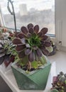 Aeonium arboreum Atropurpureum succulent plant