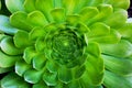 Aeonium arboreum csucculent plant background Royalty Free Stock Photo