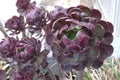 Aeonium arboreum