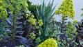 Aeonium arboreum houseleek tree yellow flower, California USA. Irish rose dark succulent inflorescence. Home gardening Royalty Free Stock Photo