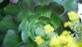 Aeonium arboreum houseleek tree yellow flower, California USA. Irish rose dark succulent inflorescence. Home gardening Royalty Free Stock Photo