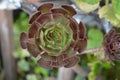 Aeonium arboreum plant. Green and purple leaves. Natural green background