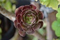 Aeonium arboreum plant purple leaves. Irish rose,front view. Natural background