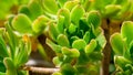 Aeonium arboreum rosettes, green Crassulaceae succulent plant Royalty Free Stock Photo