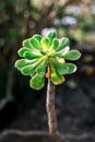 Aeonium arboreum succulent plant closeup in Gran Canaria, Canary Islands, Spain Royalty Free Stock Photo