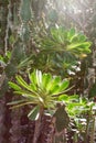 Aeonium arboreum succulent plant closeup in Gran Canaria, Canary Islands, Spain Royalty Free Stock Photo