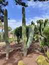 Aeonium Arboreum: Tenerife\'s Unique Succulent Gem with Green Rosettes and Yellow Blooms Royalty Free Stock Photo