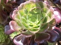 Aeonium arboreum, Tree aeonium, Tree houseleek or Irish rose - Botanical Garden Zurich or Botanischer Garten Zuerich Royalty Free Stock Photo