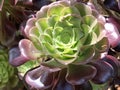 Aeonium arboreum, Tree aeonium, Tree houseleek or Irish rose - Botanical Garden Zurich or Botanischer Garten Zuerich