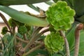 Aeonium arboreum, tree houseleek, Irish rose, succulent plant gr