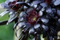 Aeonium arboreum var. atropurpureum f. nigrum Schwarzkopf with rosettes of bronze foliage after a shower of winter rain