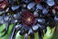 Aeonium arboreum var. atropurpureum f. nigrum Schwarzkopf with rosettes of bronze foliage after a shower of winter rain